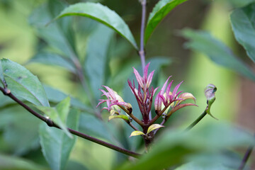 Akokô (Newulboudia laevis Seem). Planta de origem africana