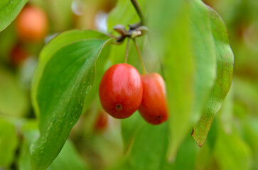 Ripe, red dogwood berries grow among autumn leaves
