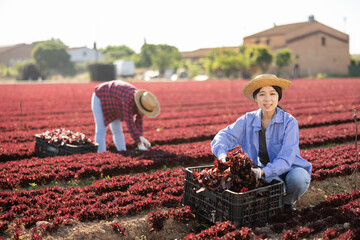 Hired worker asian woman, harvesting fresh red lettuce using knife on the field