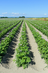 Vertical row of purple flowering agricultural potato plants with green leaves and blue sky on a rural farm