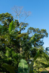Fototapeta premium Trees in the forest in Joinville, Santa Catarina.