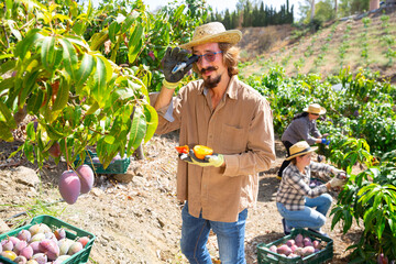 Focused farmer measuring sugar content of mango during autumn harvest in green fruit garden