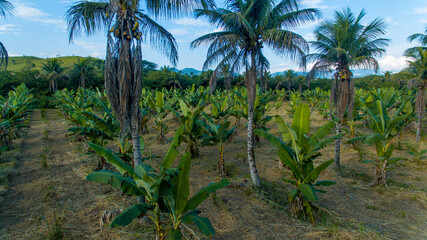Fototapeta na wymiar A banana plantation using the agroforestry system in Cachoeiras de Macacu, metropolitan region of Rio de Janeiro, Brazil.