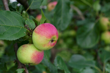 a pair of ripening apples on a tree branch in the garden