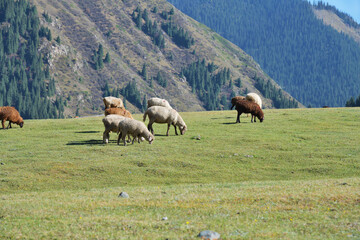 Fototapeta premium Flock of sheep. Kyrgyzstan