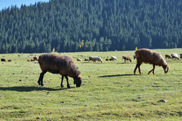 Flock of sheep. Kyrgyzstan