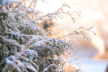Cold and frost season.First frosts. Frosty natural background.frosty weather. Thuja branches in...