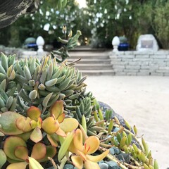 Flower Garden Photos