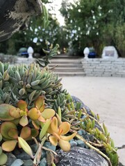 Flower Garden Photos