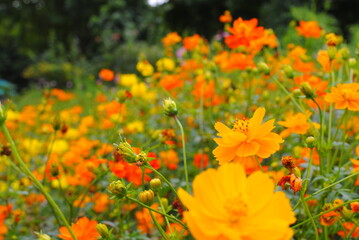 a group of orange cosmos