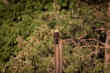 Hawk on the tree