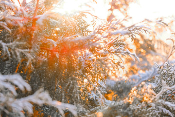  branches in white frost in the rays of the sun on a light blurred background.Cold and frost season.First frosts. Frosty natural background.