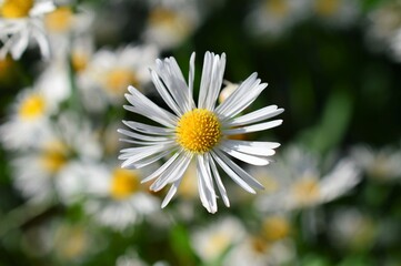 Obraz premium アメリカギク 亜米利加菊