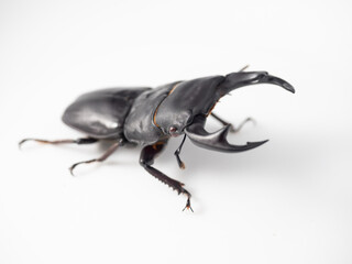 国産オオクワガタ(目元アップ)