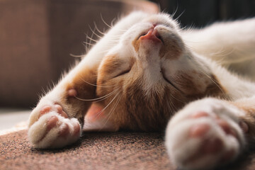 cat sleeping on the floor