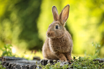 Naklejka na ściany i meble Cute fluffy rabbit on tree stump among green grass outdoors