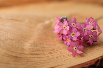 Fototapeta na wymiar Beautiful pink forget-me-not flowers on wooden table, closeup. Space for text