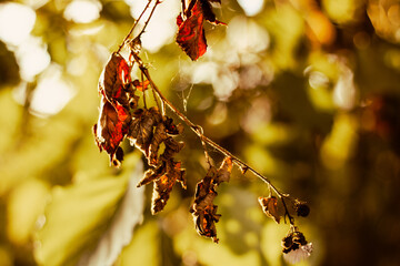 translucent dry autumn leaves with the sunset sun in the background