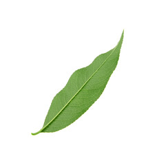 Green peach tree leaf isolated on white