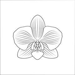 Orchidea - piękny rozwinięty kwiat. Ręcznie rysowana botaniczna wektorowa ilustracja. - obrazy, fototapety, plakaty