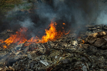 Fire in forest. Ignition of grass. Fire and smoke. Damage to environment.