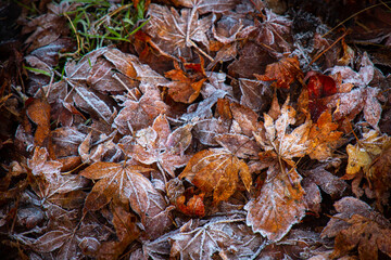 Conceptual image of frosted fallen leaves on the ground in Mt. Hiei (Hieizan), Shiga, Japan in early winter season. Halloween, Christmas, winter celebrity event background design concept