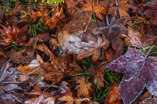 Conceptual image of frosted fallen leaves on the ground in Mt. Hiei (Hieizan), Shiga, Japan in early winter season. Halloween, Christmas, winter celebrity event background design concept