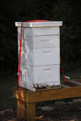 bee hives in the forest