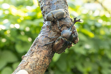枝を登るヤマトカブトムシのペア　‐Japanese rhinoceros beetle‐	