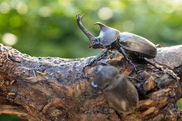 枝を登るヤマトカブトムシのペア　‐Japanese rhinoceros beetle‐	