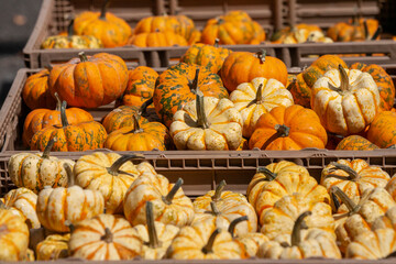pumpkins for sale at a market