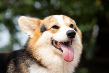 Corgi smiling puppy dog sitting on the table in summer sunny day, close up