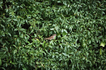 Spatz sitzt in einer Hecke