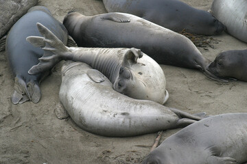 Fototapeta premium Elephant Seal 