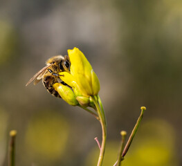 Eine Biene sucht Nektar in einer gelben Blüte