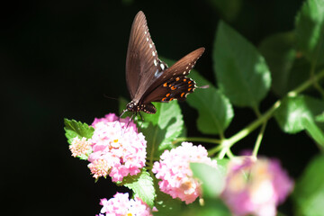 butterfly on flower