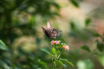 butterfly on a flower