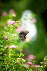 Fototapeta premium butterfly on a flower