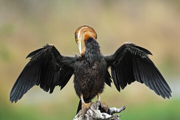 African darter bird in Kruger National Park, South Africa .