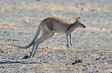 Wallaby hopping along in outback Queensland, Australia.