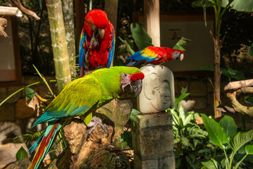 Fototapeta premium Great green macaw and scarlet macaw, Copan, Honduras