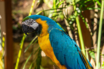 Blue and yellow macaw (Ara ararauna) closeup, Copan, Honduras