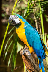 Blue and yellow macaw (Ara ararauna) closeup, Copan, Honduras