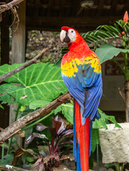 Scarlet macaw (Ara macao) closeup, Copan, Honduras