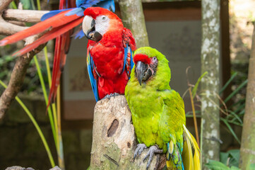 Great green macaw and scarlet macaw, Copan, Honduras