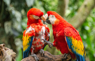 Scarlet macaw (Ara macao) closeup, Copan, Honduras