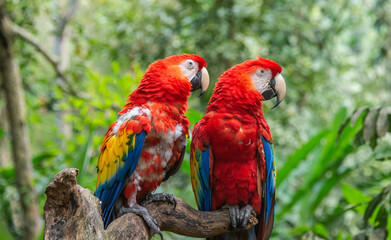 Naklejka na ściany i meble Scarlet macaw (Ara macao) closeup, Copan, Honduras