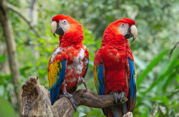 Fototapeta na wymiar Scarlet macaw (Ara macao) closeup, Copan, Honduras