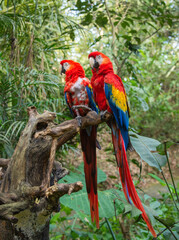 Scarlet macaw (Ara macao) closeup, Copan, Honduras