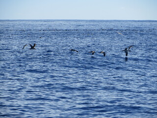 group of seagulls on the ocean and in flight
